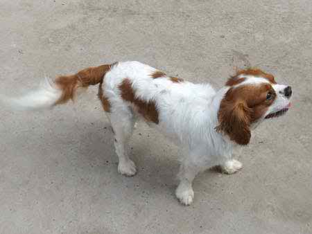A happy Cavalier King Charles spaniel out in the yard