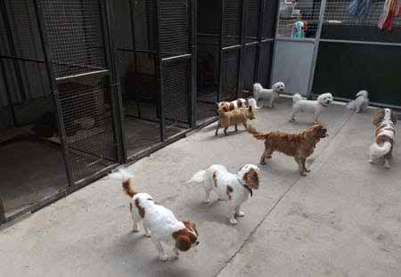 Dogs coming out of the kennel runs for their exercise