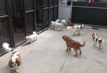 A group of small dogs enjoying time out of the kennels