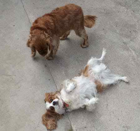 Two happy bichon frise dogs side by side